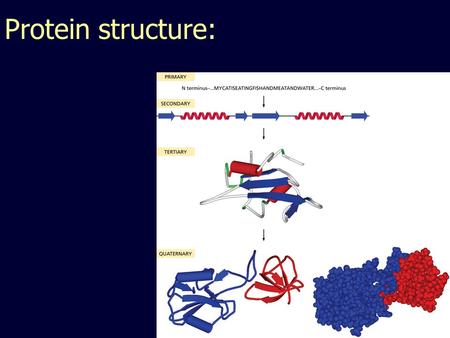 Protein structure:. Angles in the protein backbone.