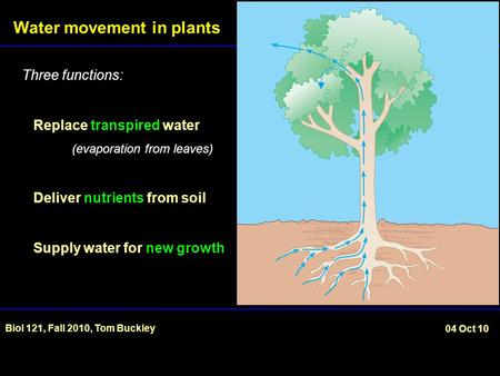 Water movement in plants Biol 121, Fall 2010, Tom Buckley 04 Oct 10 Three functions: Replace transpired water (evaporation from leaves) Deliver nutrients.