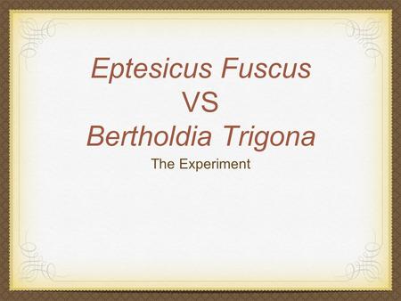 Eptesicus Fuscus VS Bertholdia Trigona The Experiment.