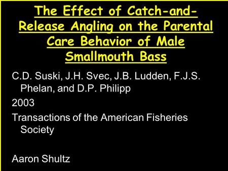 1 The Effect of Catch-and- Release Angling on the Parental Care Behavior of Male Smallmouth Bass C.D. Suski, J.H. Svec, J.B. Ludden, F.J.S. Phelan, and.