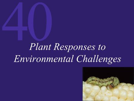 40 Plant Responses to Environmental Challenges. 40 Plant–Pathogen Interactions Pathogens have mechanisms for attacking plants, while plants have mechanical.