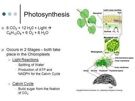 Photosynthesis 6 CO 2 + 12 H 2 0 + Light  C 6 H 12 O 6 + 6 O 2 + 6 H 2 O Occurs in 2 Stages – both take place in the Chloroplasts Light Reactions Splitting.