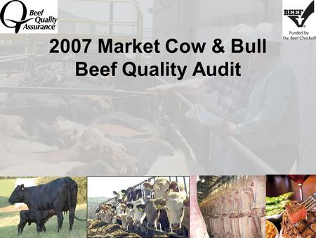 2007 Market Cow & Bull Beef Quality Audit. Beef Quality Assurance Mission Maximize consumer confidence in and acceptance of beef by focusing the industry’s.