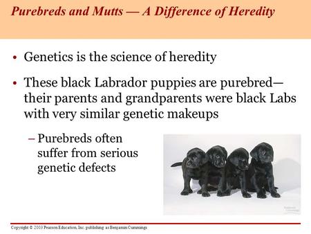 Copyright © 2003 Pearson Education, Inc. publishing as Benjamin Cummings Genetics is the science of heredity These black Labrador puppies are purebred—