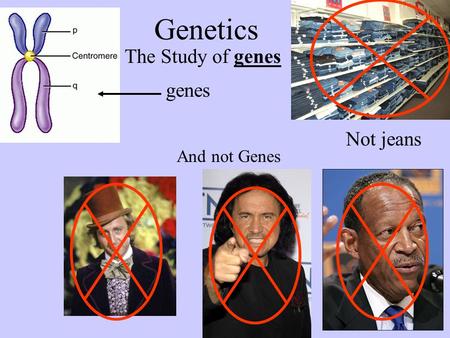 Genetics The Study of genes Not jeans And not Genes genes.