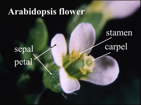Arabidopsis flower sepal stamen carpel petal. 1 2 3 4 5 6 7 8 9 10 12 13 11 *