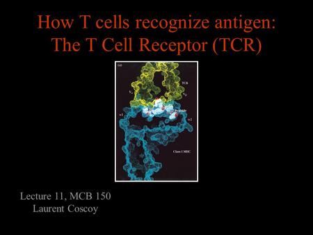 1 How T cells recognize antigen: The T Cell Receptor (TCR) Lecture 11, MCB 150 Laurent Coscoy.