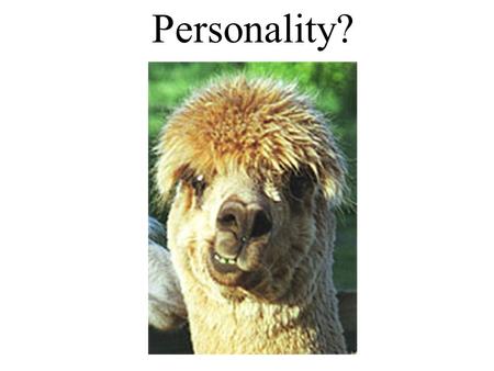 Personality?. Personality influences how we respond to the environment Idealist Traditionalist Realist Hedonist.