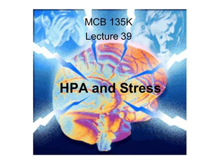 HPA and Stress MCB 135K Lecture 39. kidney adrenal Anterior pituitary Posterior pituitary hypothalamus glucocorticoids.