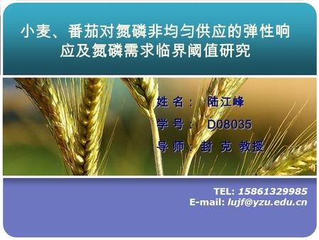 TEL: 15861329985   姓 名： 陆江峰 学 号： D08035 导 师： 封 克 教授 小麦、番茄对氮磷非均匀供应的弹性响 应及氮磷需求临界阈值研究.