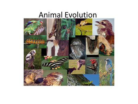 Animal Evolution. I. Animal traits A. Heterotrophic B. Mobile C. Lack cell walls D. Possess nerve and striated muscle.