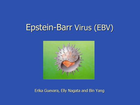 Epstein-Barr Virus (EBV) Erika Guevara, Elly Nagata and Bin Yang.