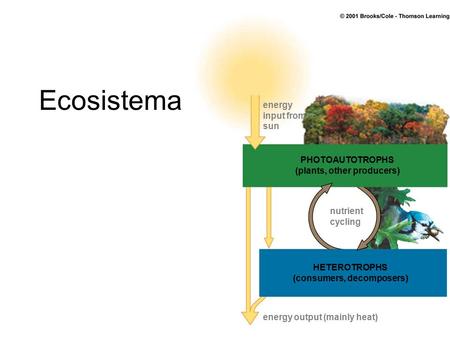 Ecosistema energy input from sun nutrient cycling PHOTOAUTOTROPHS (plants, other producers) HETEROTROPHS (consumers, decomposers) energy output (mainly.