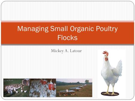 Mickey A. Latour Managing Small Organic Poultry Flocks.