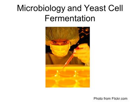 Microbiology and Yeast Cell Fermentation Photo from Flickr.com.