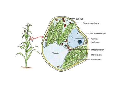Plant Anatomy Also known as Micromprphology of plants and plant- or vegetable-histology, is concerned with the microscopic structure of the tissues, cells.