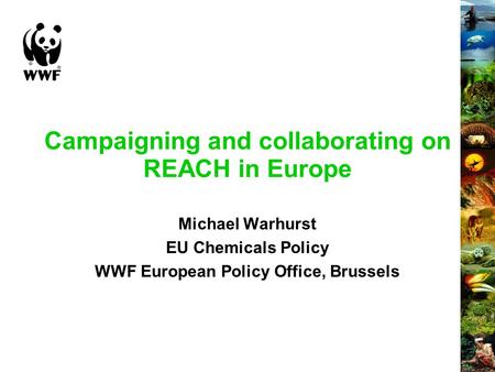 Campaigning and collaborating on REACH in Europe Michael Warhurst EU Chemicals Policy WWF European Policy Office, Brussels.