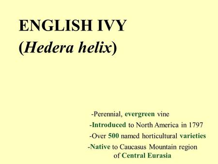 ENGLISH IVY ( Hederahelix ) -Perennial, evergreen vine - Native to Caucasus Mountain region of Central Eurasia - Introduced to North America in 1797 -Over.