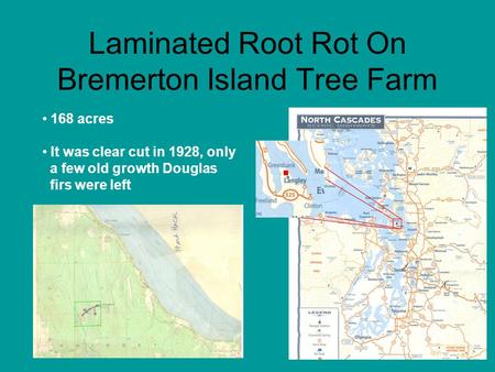 Laminated Root Rot On Bremerton Island Tree Farm 168 acres It was clear cut in 1928, only a few old growth Douglas firs were left.