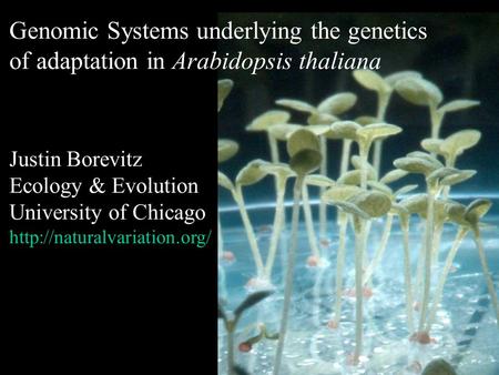 Genomic Systems underlying the genetics of adaptation in Arabidopsis thaliana Justin Borevitz Ecology & Evolution University of Chicago