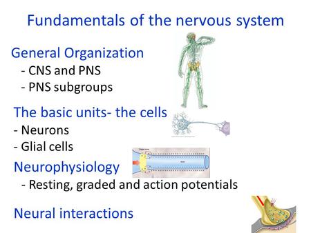 General Organization - CNS and PNS - PNS subgroups The basic units- the cells - Neurons - Glial cells Neurophysiology - Resting, graded and action potentials.