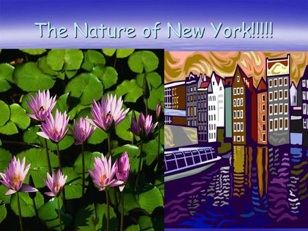 The Nature of New York!!!!!. The Other Face of New York  New York is a big city full of contrast. It is as you all know usually fast – paced and hectic;