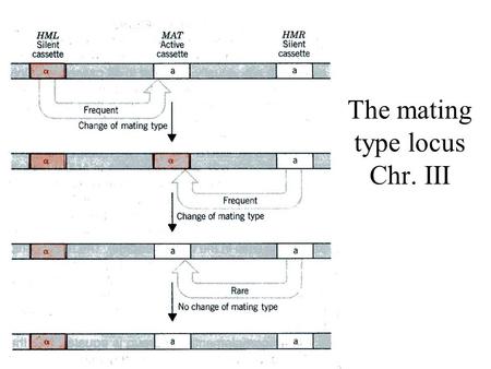 The mating type locus Chr. III. The MAT locus information The MAT locus can encode three regulatory peptides: - a1 is encoded by the MATa allele -