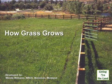 How Grass Grows Developed by: Wendy Williams, NRCS, Bozeman, Montana UNCE, Reno, Nev.