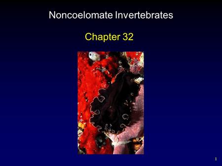 1 Noncoelomate Invertebrates Chapter 32. 2 Invertebrate Phylogeny Two Approaches – Traditional reconstructions are based on key aspects of body architecture.