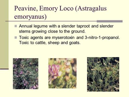 Peavine, Emory Loco (Astragalus emoryanus) Annual legume with a slender taproot and slender stems growing close to the ground. Toxic agents are myserotoxin.