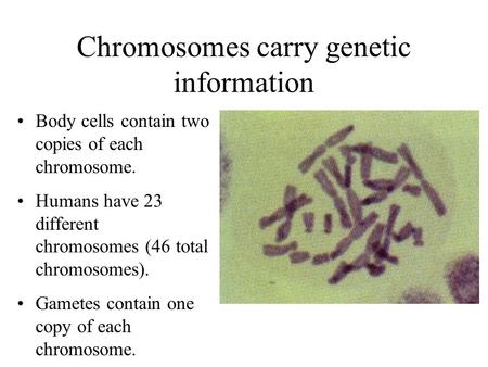 Chromosomes carry genetic information