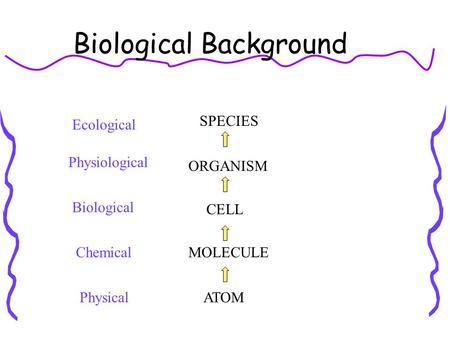 Biological Background ATOM MOLECULE CELL ORGANISM SPECIES Physical Chemical Biological Physiological Ecological.