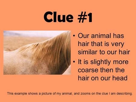 Clue #1 Our animal has hair that is very similar to our hair It is slightly more coarse then the hair on our head This example shows a picture of my animal,