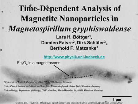 Time-Dependent Analysis of Magnetite Nanoparticles in Magnetospirillum gryphiswaldense Lars H. Böttger 1, Damien Faivre 2, Dirk Schüler 3, Berthold F.