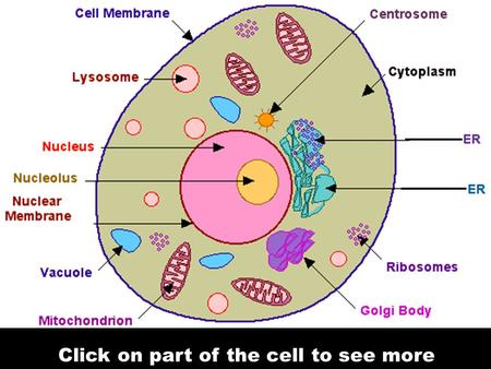 Click on part of the cell to see more. A large, membrane-bound, usually spherical protoplasmic structure within a living cell, containing the cell's hereditary.