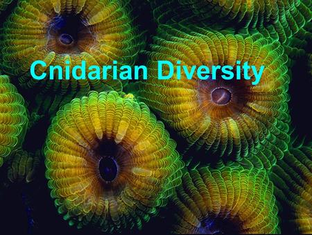 Cnidarian Diversity. Phylum Cnidaria Class Anthozoa Class Hydrozoa Class Scyphozoa Class Cubozoa Corals Anemones Hydra Portuguese Man-Of-War Stinging.