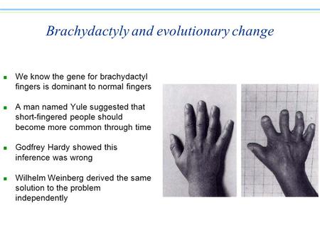 Brachydactyly and evolutionary change