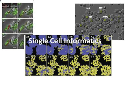 Single Cell Informatics MI MII entry end. Motivation Some phenomena can only be seen when filmed at single cell level! (Here: excitability)