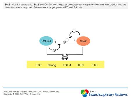 Sox2 : Oct-3/4 partnership. Sox2 and Oct-3/4 work together cooperatively to regulate their own transcription and the transcription of a large set of downstream.