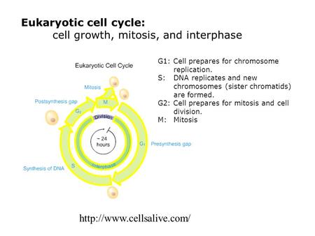 Eukaryotic cell cycle: cell growth, mitosis, and interphase G1: Cell prepares for chromosome replication. S: DNA replicates and new chromosomes (sister.