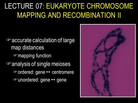 Faccurate calculation of large map distances Fmapping function Fanalysis of single meioses Fordered: gene  centromere Funordered: gene  gene LECTURE.