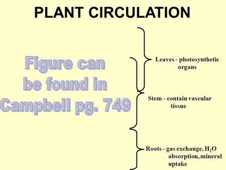 PLANT CIRCULATION Leaves - photosynthetic organs Stem - contain vascular tissue Roots - gas exchange, H 2 O absorption, mineral uptake.