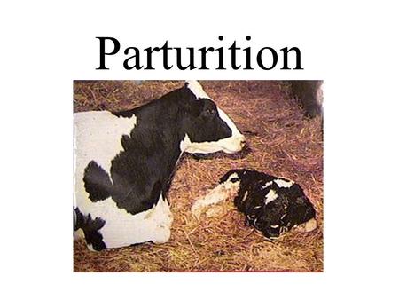Parturition. What is it? –The process of giving birth.