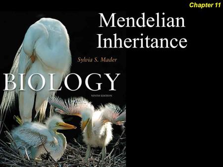 Mendelian Inheritance Chapter 11. Mendelian Inheritance 2Outline Blending Inheritance Monohybrid Cross  Law of Segregation Modern Genetics  Genotype.