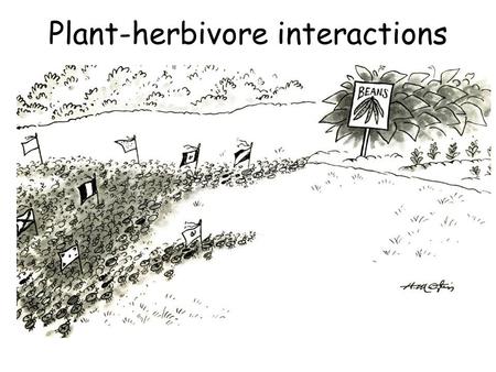 Plant-herbivore interactions. The green earth paradox Why don’t predators win? Why is the earth green?