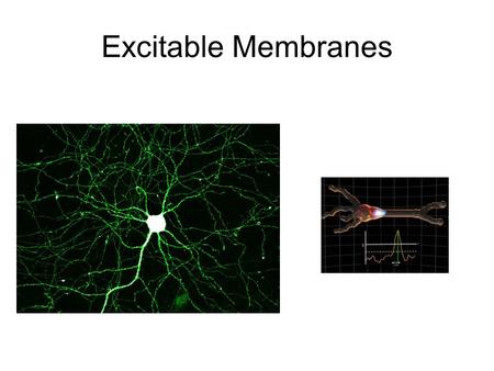 Excitable Membranes. What is an excitable membrane? Any plasma membrane that can hold a charge and propagate electrical signals.
