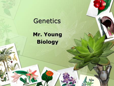Genetics Mr. Young Biology Mr. Young Biology. Heredity Heredity – characteristics inherited from parents to offspring through genes.