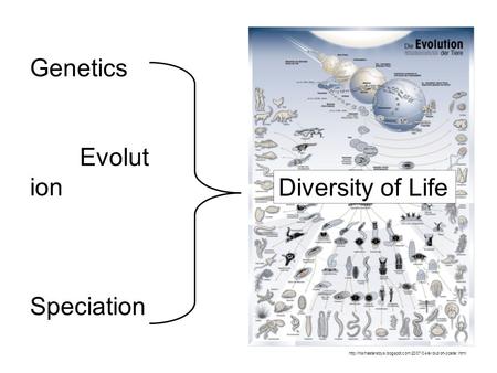 Genetics Evolut ion Speciation Diversity of Life