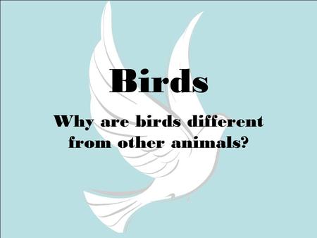Why are birds different from other animals?
