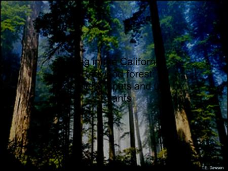 Fog in the California Redwood forest: Ecosystem inputs and use by plants T.E. Dawson.